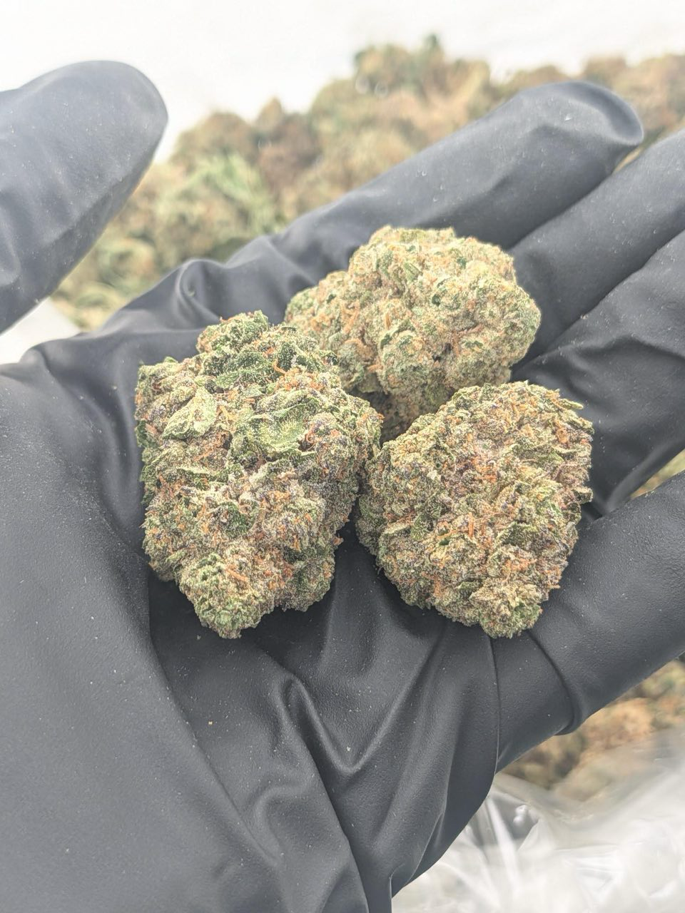 Cherry Nerdz strain
